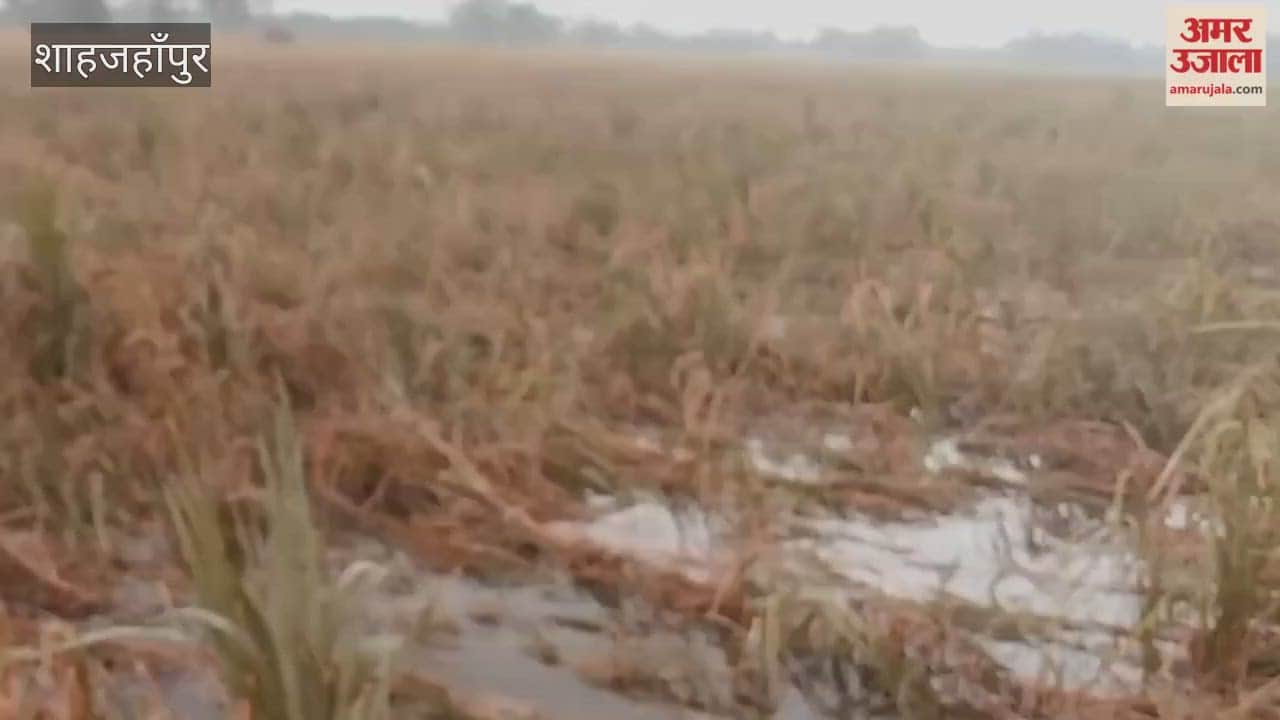 Rain damages paddy crop in Shahjahanpur