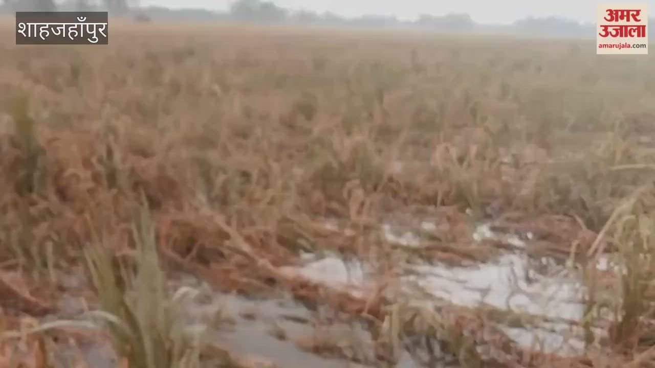 Rain damages paddy crop in Shahjahanpur