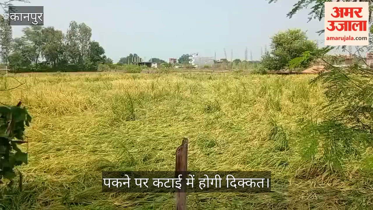 Kanpur Paddy crops flattened by post monsoon rains and strong winds