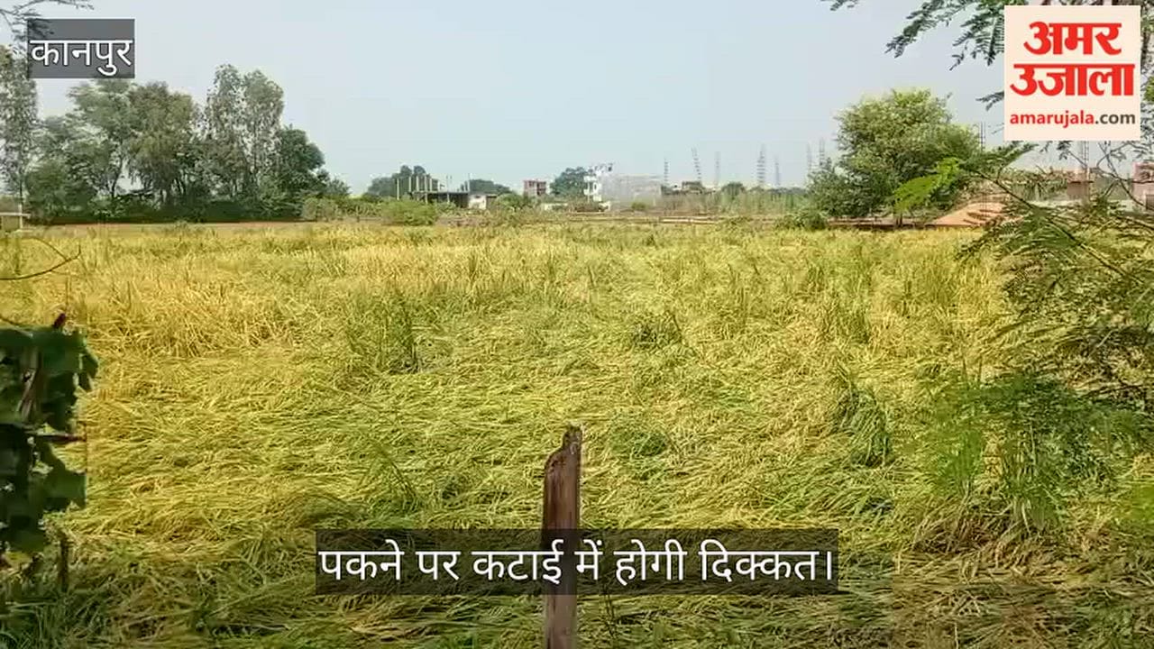 Kanpur Paddy crops flattened by post monsoon rains and strong winds