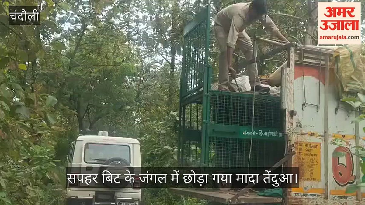 सपहर बिट के जंगल में छोड़ा गया मादा तेंदुआ, VIDEO