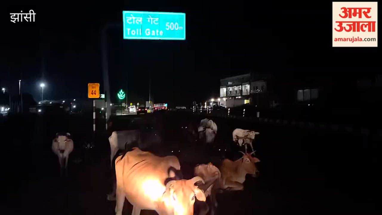 Cattle have once again gathered on NH-44, in front of the *gaushala* (cow shelter) and 500 meters before the toll plaza.