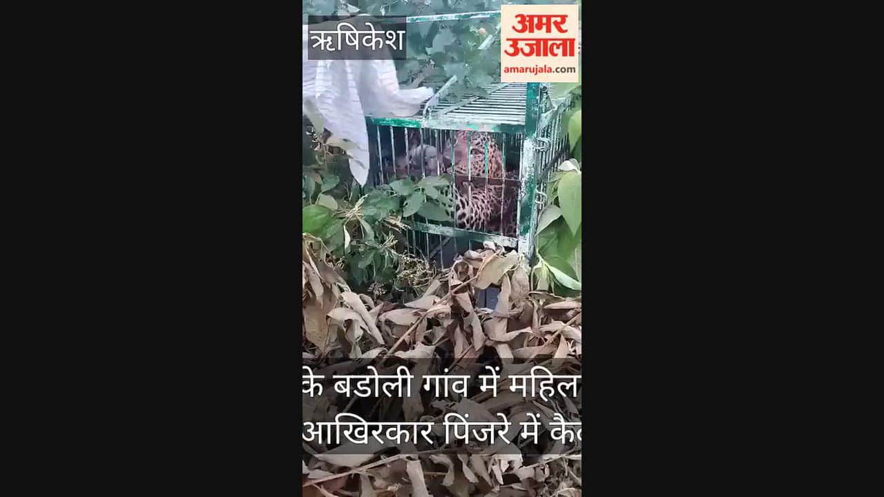 Leopard finally caged injured a woman in an attack in Yamkeshwar