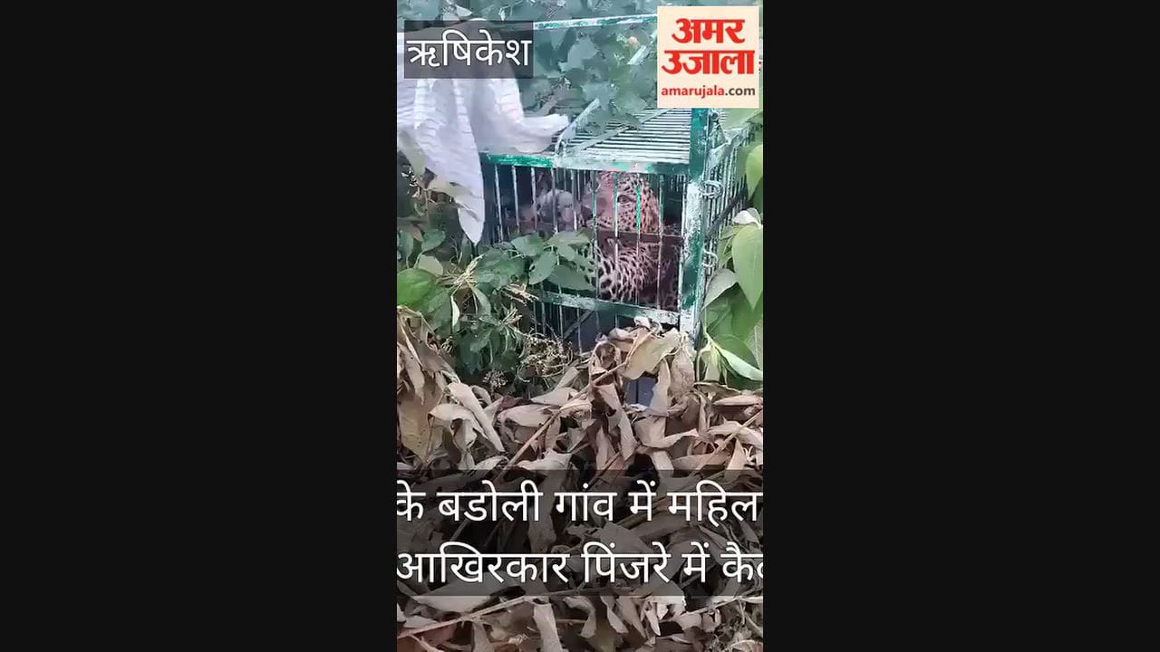 Leopard finally caged injured a woman in an attack in Yamkeshwar