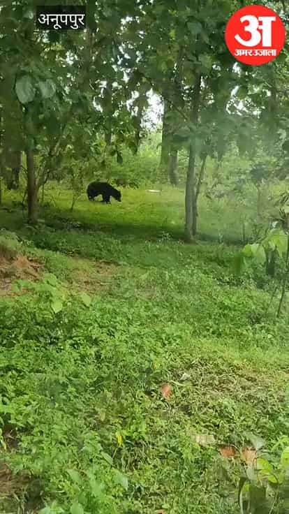 Anuppur: Electricity Workers Flee After Bear Sighting in Colony, Residents Spend Night in Darkness