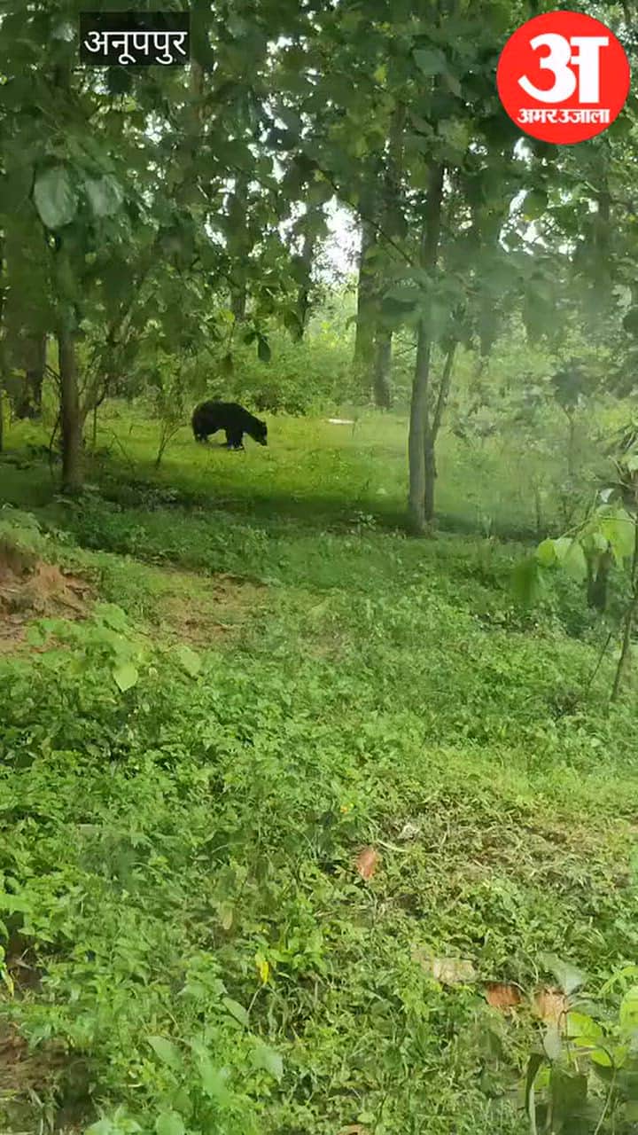 Anuppur: Electricity Workers Flee After Bear Sighting in Colony, Residents Spend Night in Darkness