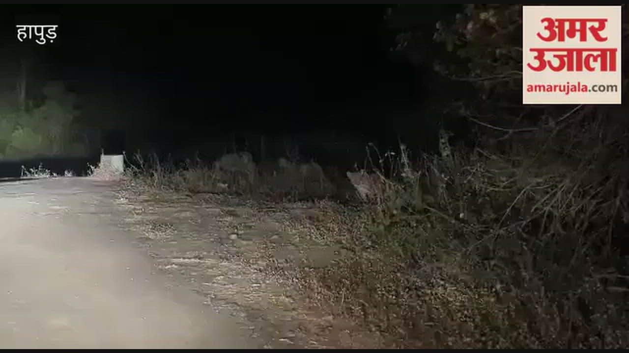 Five leopards were spotted on the Nawada canal bank in Hapur