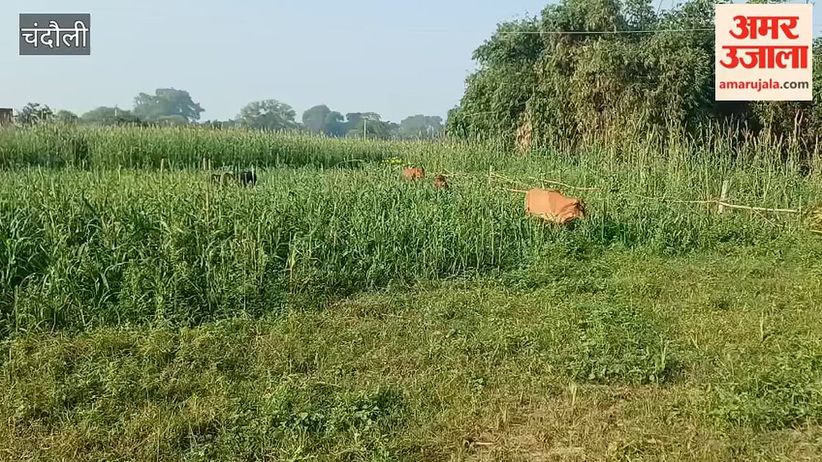 छुट्टा पशुओं के आतंक से किसान परेशान, बाजरा और अरहर की फसलें हो रहीं बर्बाद; VIDEO