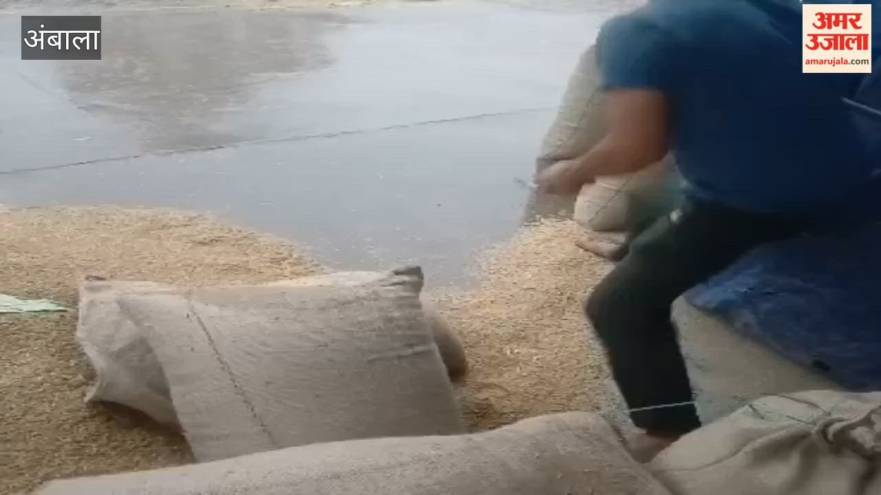 Paddy soaked by rain at Ambala's Mohra grain market; poor arrangements exposed.