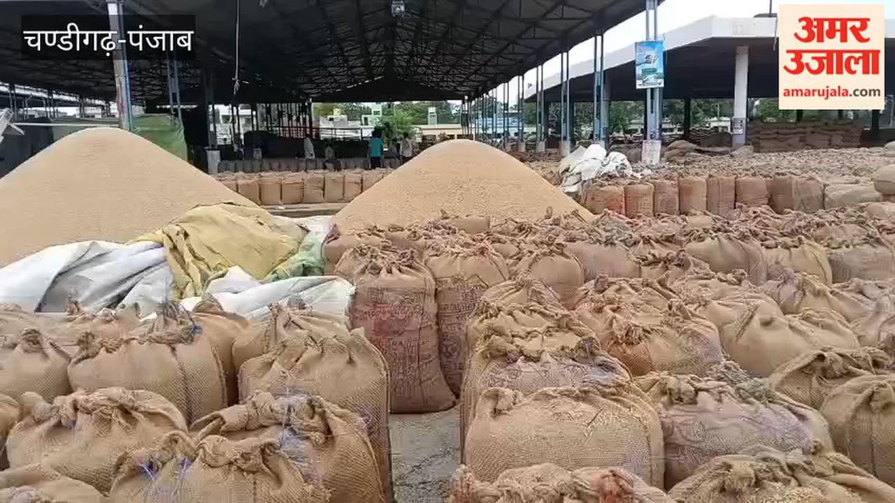 Rain increases farmers' anxiety; purchased paddy lies in the open at Moga Mandi. Inadequate arrangements raise fears of heavy losses from further rainfall