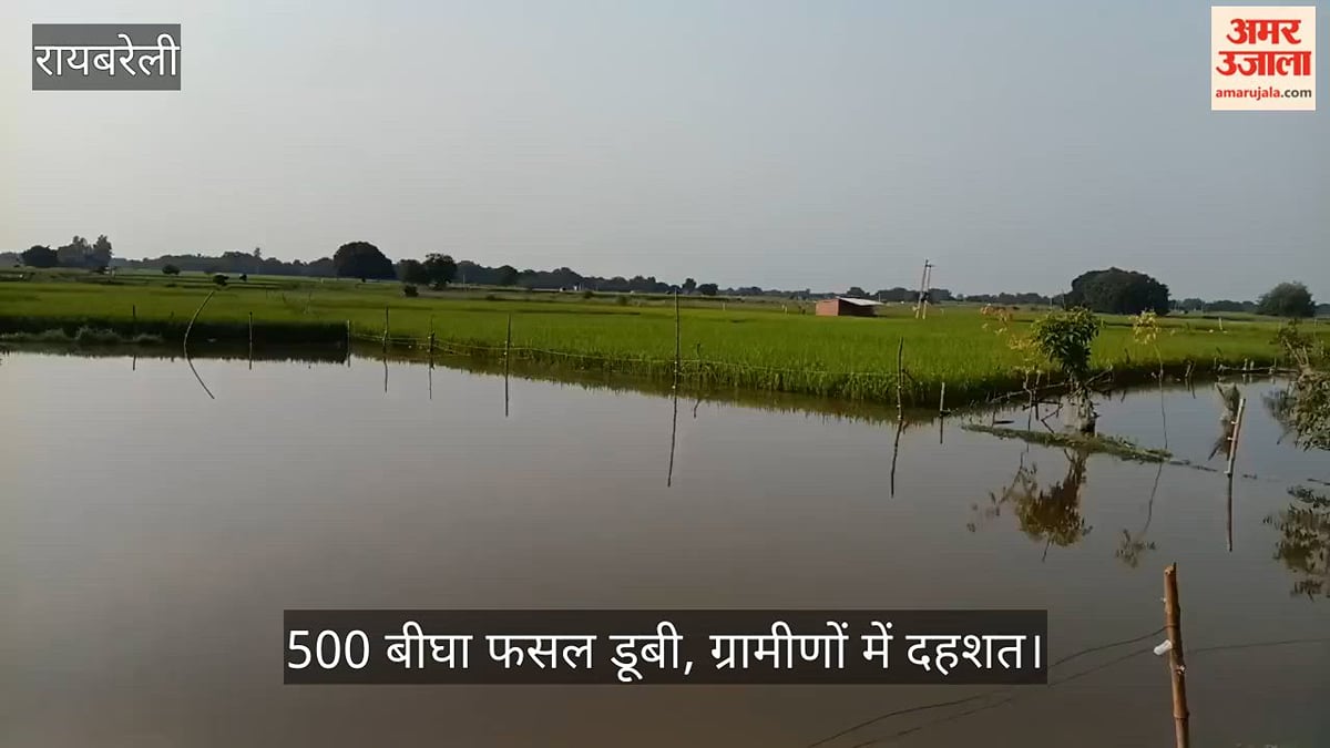 Video: रायबरेली में सई नदी उफान पर, 500 बीघा फसल डूबी, ग्रामीणों में दहशत