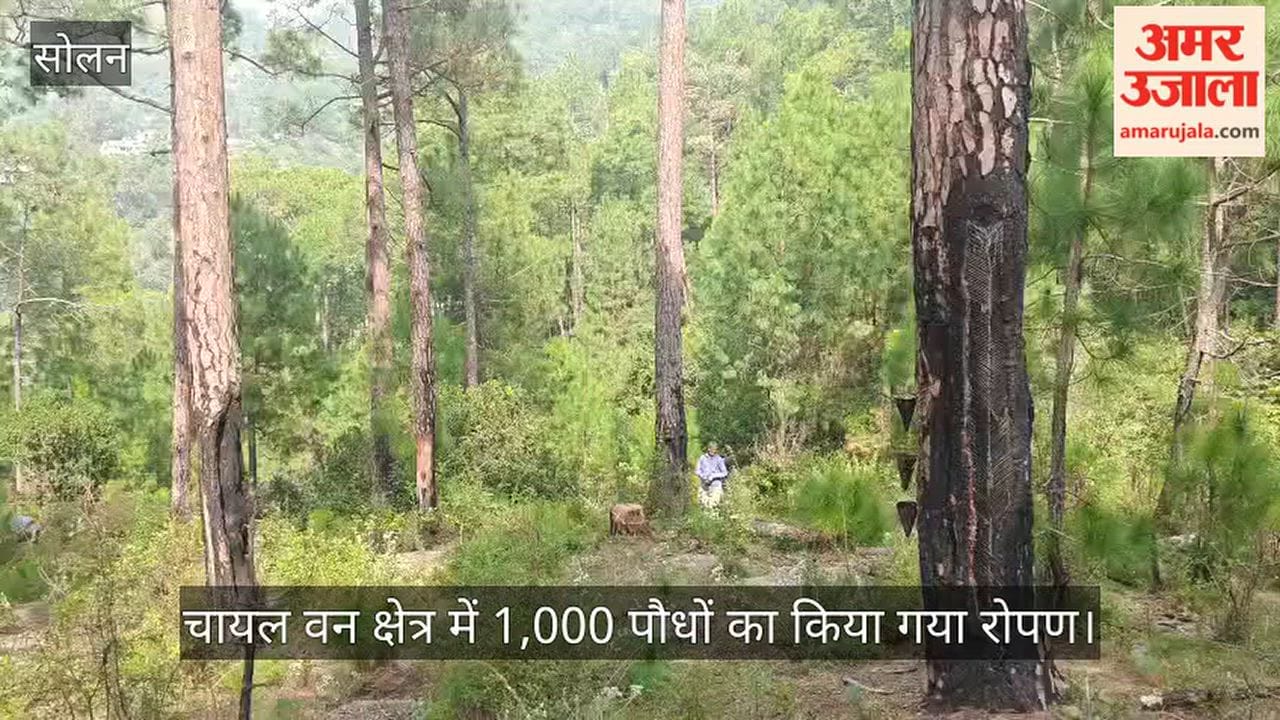 Solan: 1,000 saplings planted in Chail forest area.