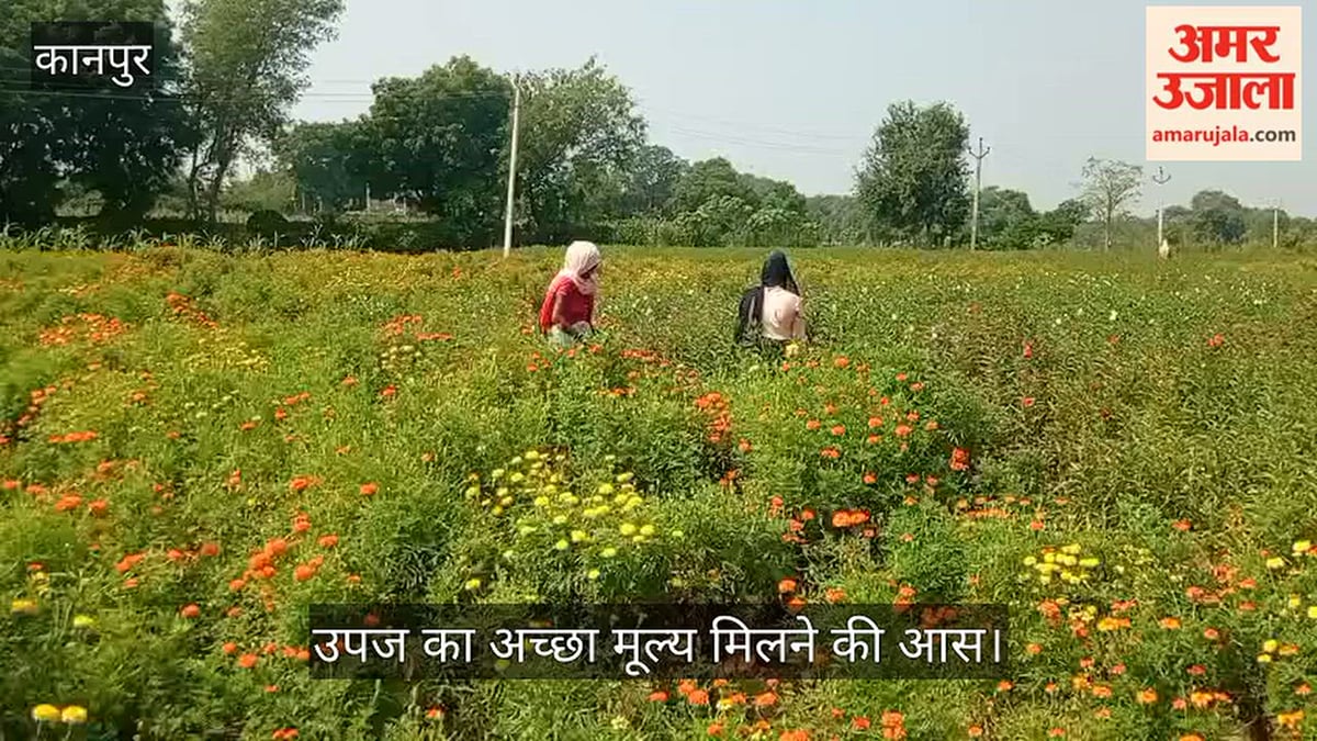 कानपुर: नवरात्र कल से, फूल उत्पादक किसानों के चेहरे खिले, बढ़ी मांग