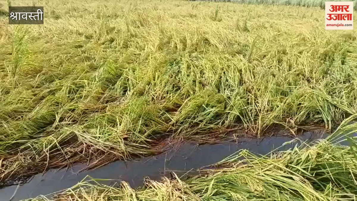 श्रावस्ती में धान के खेतों में जलभराव, कोई नाली तो कोई पंपिंग सेट से निकाल रहा पानी