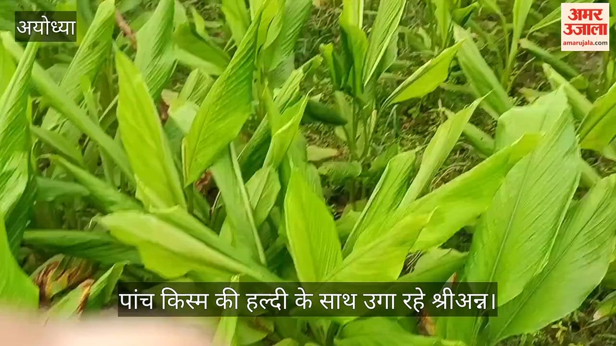 VIDEO: एक एकड़ में प्राकृतिक खेती की मिसाल, पांच किस्म की हल्दी के साथ उगा रहे श्रीअन्न