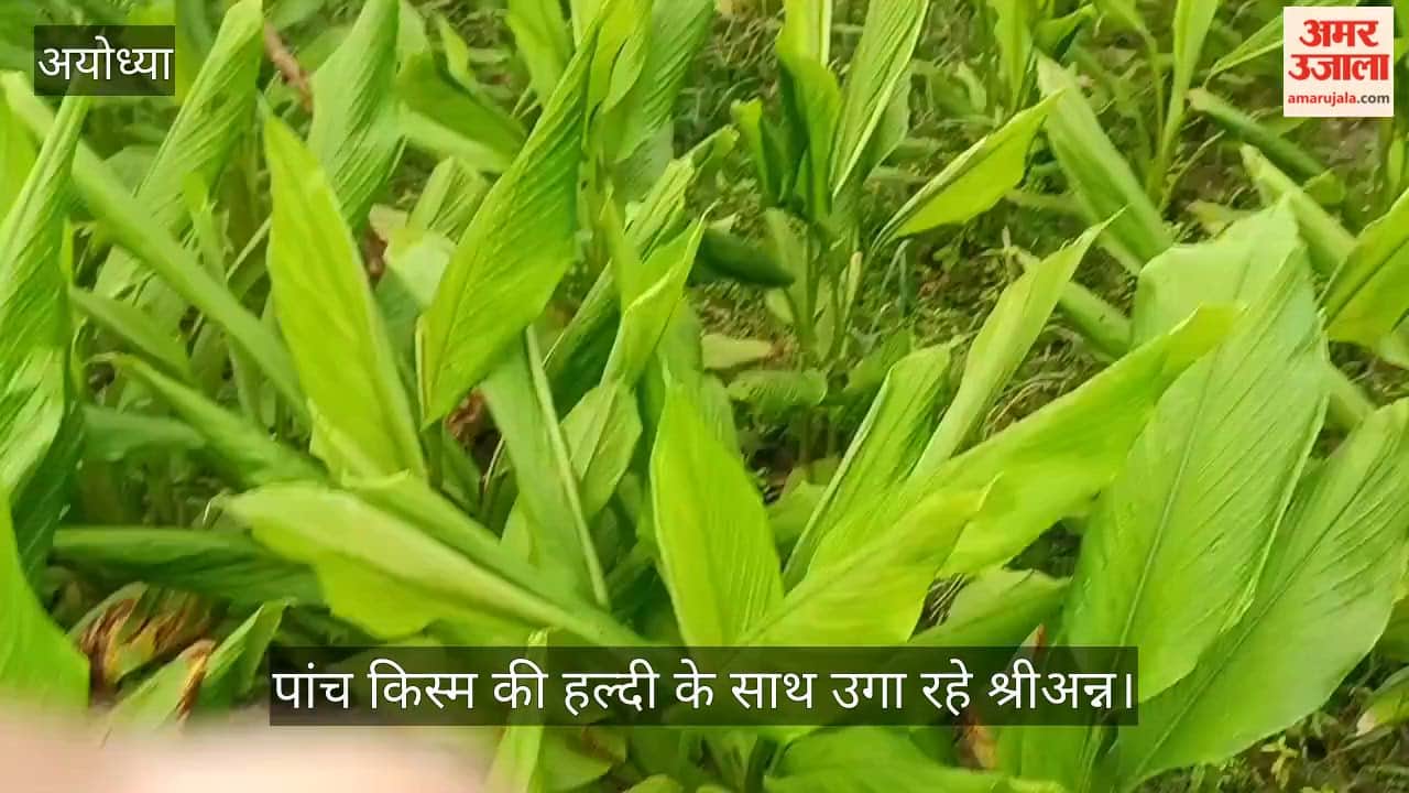 VIDEO: एक एकड़ में प्राकृतिक खेती की मिसाल, पांच किस्म की हल्दी के साथ उगा रहे श्रीअन्न