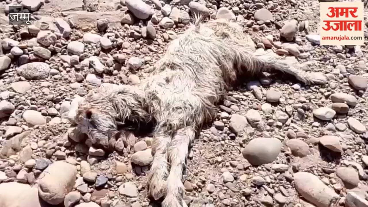 Woman jumps into drain to save goats
