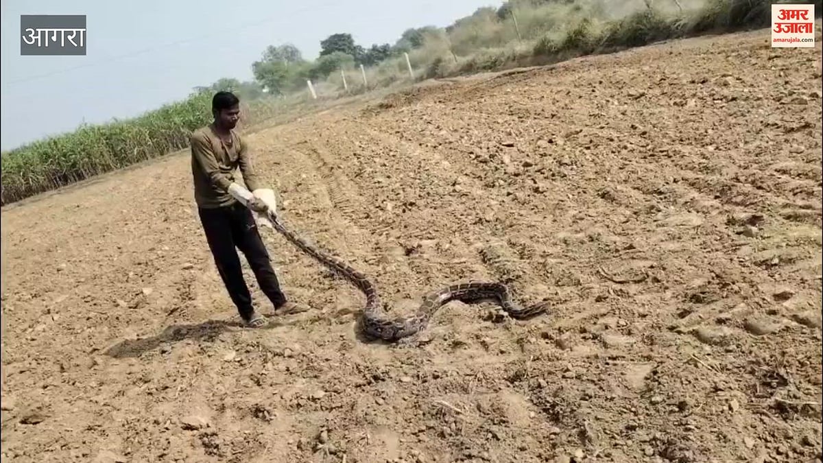 VIDEO: दक्षिणी बाईपास किनारे खेत में मिला 12 फीट लंबा अजगर, किसानों में मची अफरा-तफरी