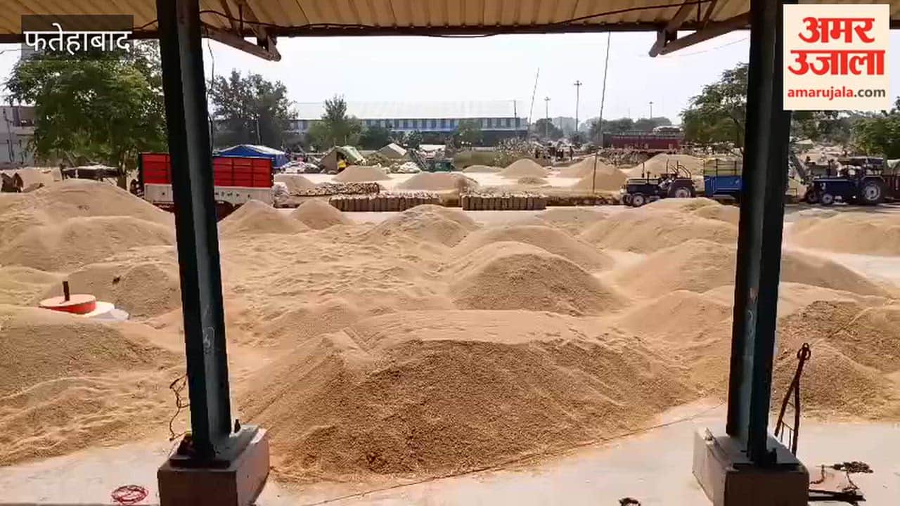 High moisture content in paddy in Fatehabad; farmers unable to sell their crop at the mandi.
