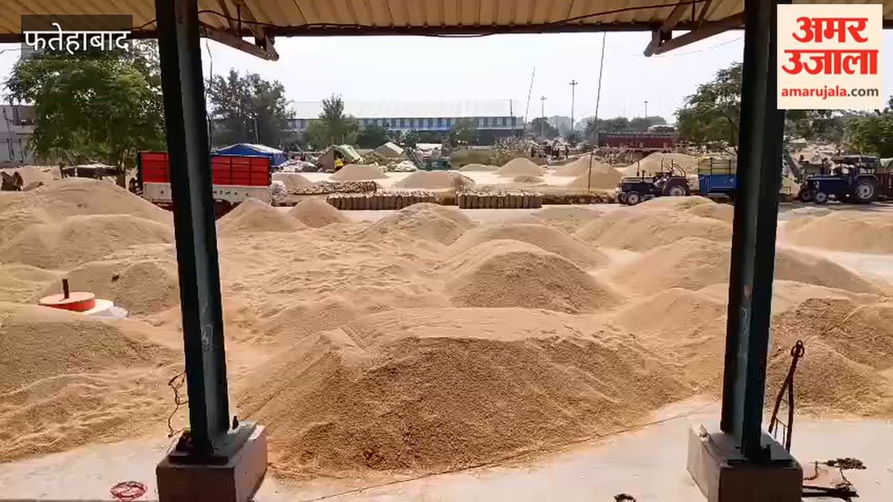 High moisture content in paddy in Fatehabad; farmers unable to sell their crop at the mandi.