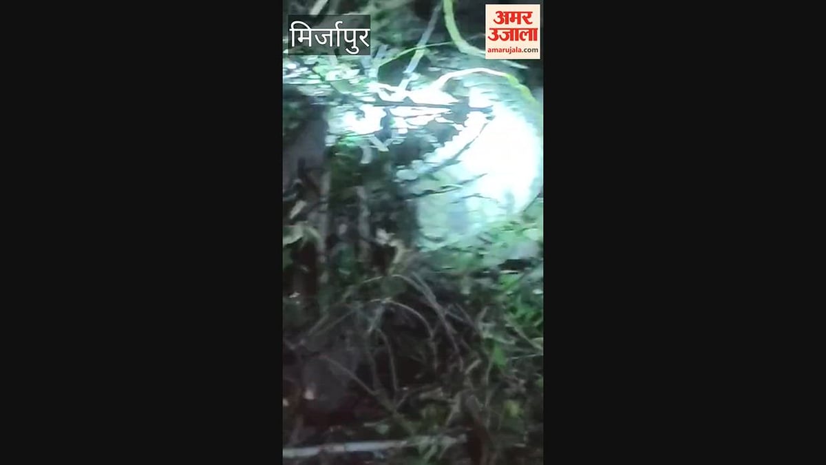 VIDEO: गांव में निकला 10 फीट लंबा मगरमच्छ, वन विभाग ने किया रेस्क्यू