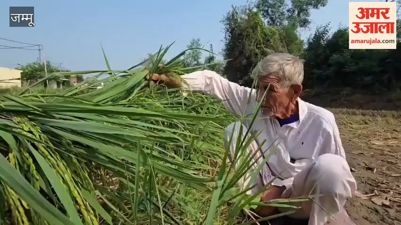 Paddy crop flattened in fields; farmers' six months of hard work ruined.