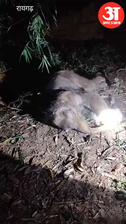 In Raigarh, a young elephant calf got separated from its mother after becoming stuck in the mud of a farm