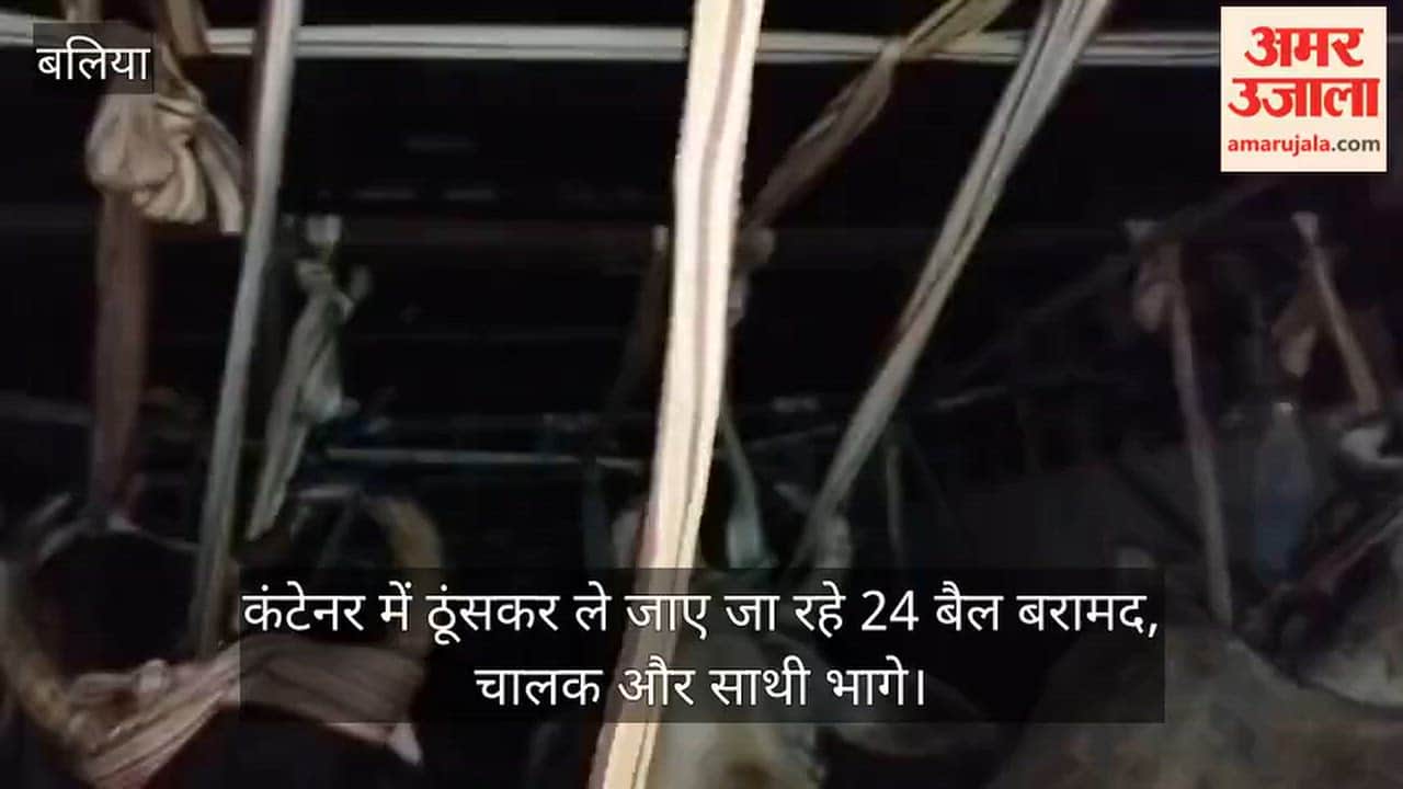 24 bulls being transported crammed inside a container recovered; driver and accomplice fled