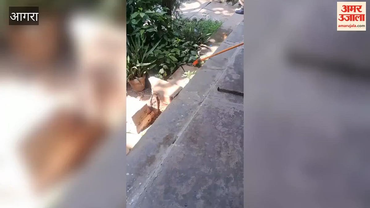 VIDEO: कॉलेज में निकला कोबरा, बच्चों में मची अफरा-तफरी, वन विभाग की टीम ने किया रेस्क्यू