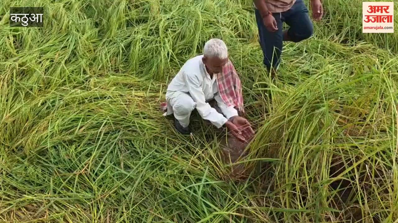 Rain shatters farmers' hopes once again