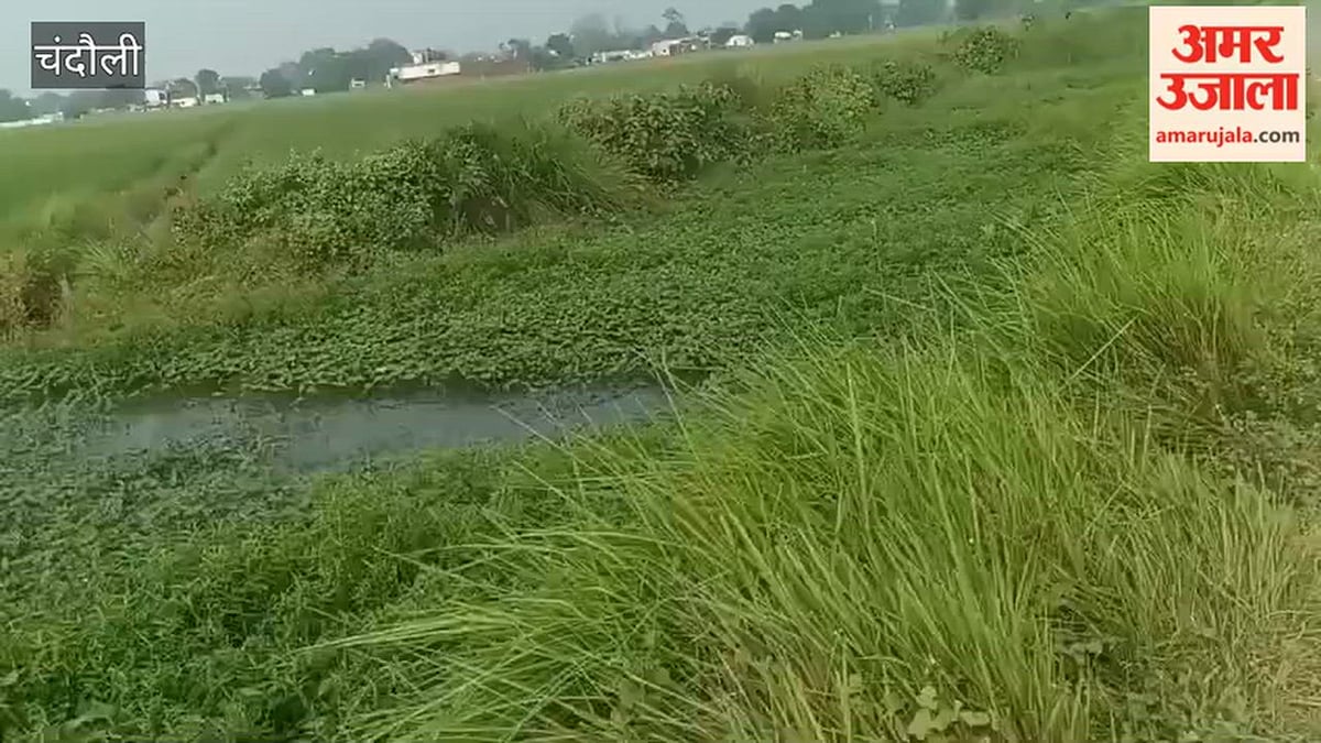 नहर की बदहाली से धान की सिंचाई पर संकट, सैकड़ों एकड़ फसल बर्बादी की कगार पर; VIDEO