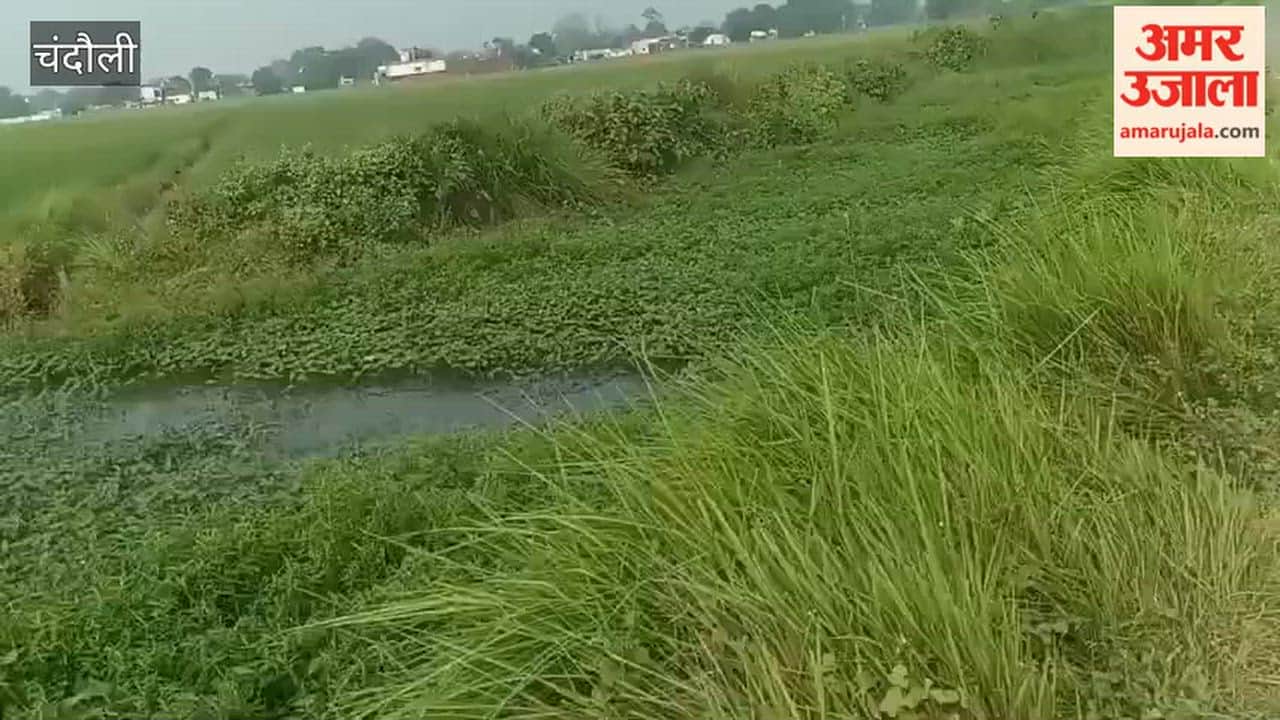 Poor state of canal threatens paddy irrigation hundreds of acres crops verge of ruin