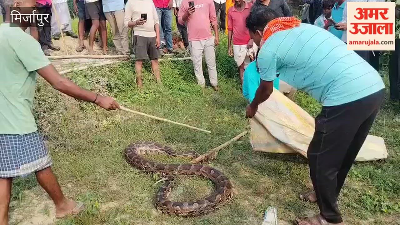 Panic in Mirzapur 15-foot-long python spotted captured by Forest Department team
