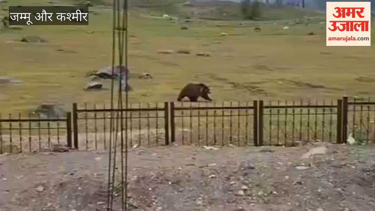 Himalayan Brown Bear Sightings in Sonamarg; Locals Urges Wildlife Department to Take Immediate Action