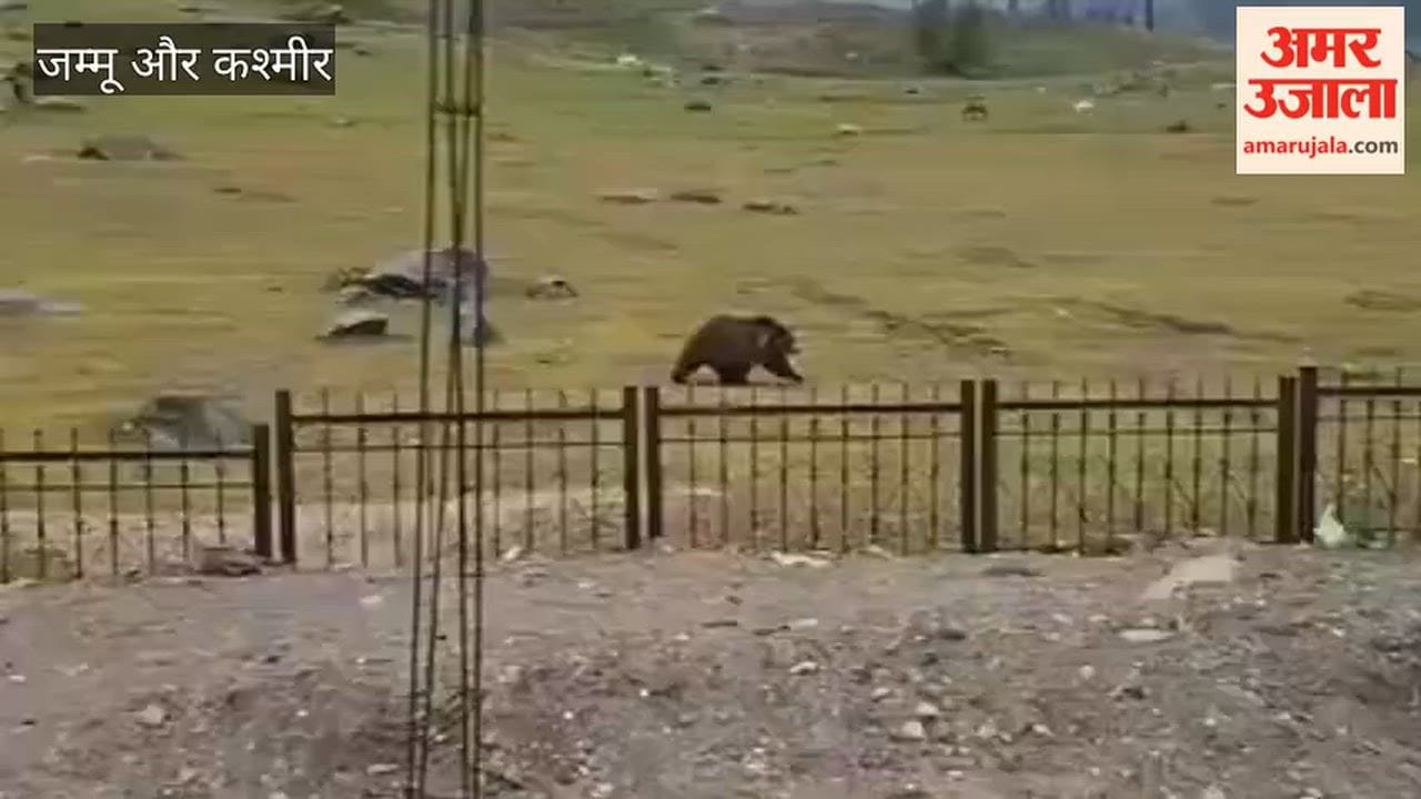 Himalayan Brown Bear Sightings in Sonamarg; Locals Urges Wildlife Department to Take Immediate Action