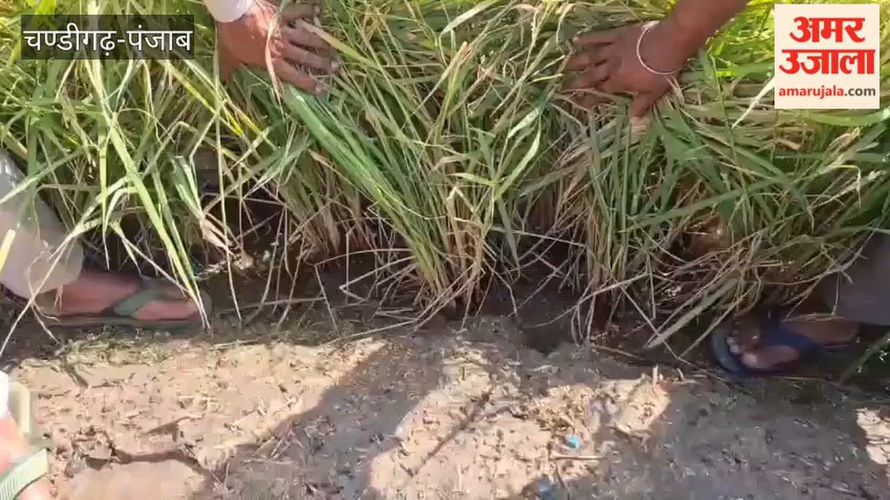 Paddy crop destroyed by hailstorm; farmers demand compensation of Rs 50,000 per acre