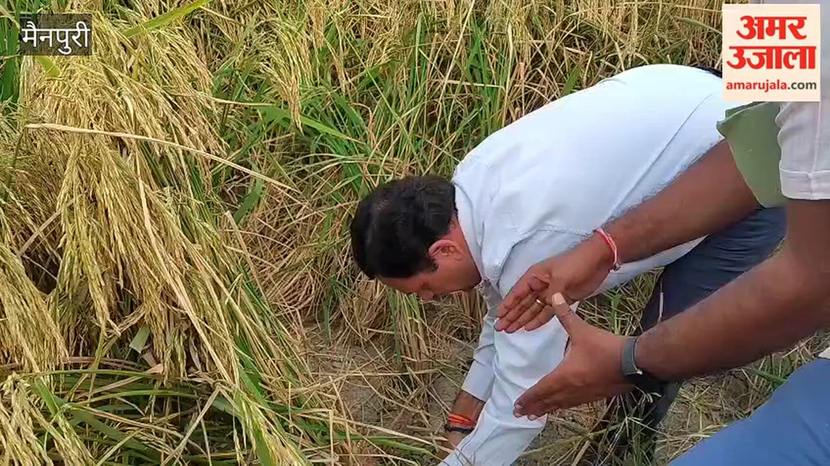 VIDEO: मैनपुरी में जब खेत में धान की फसल काटने लगे जिलाधिकारी, देखते रह गए किसान