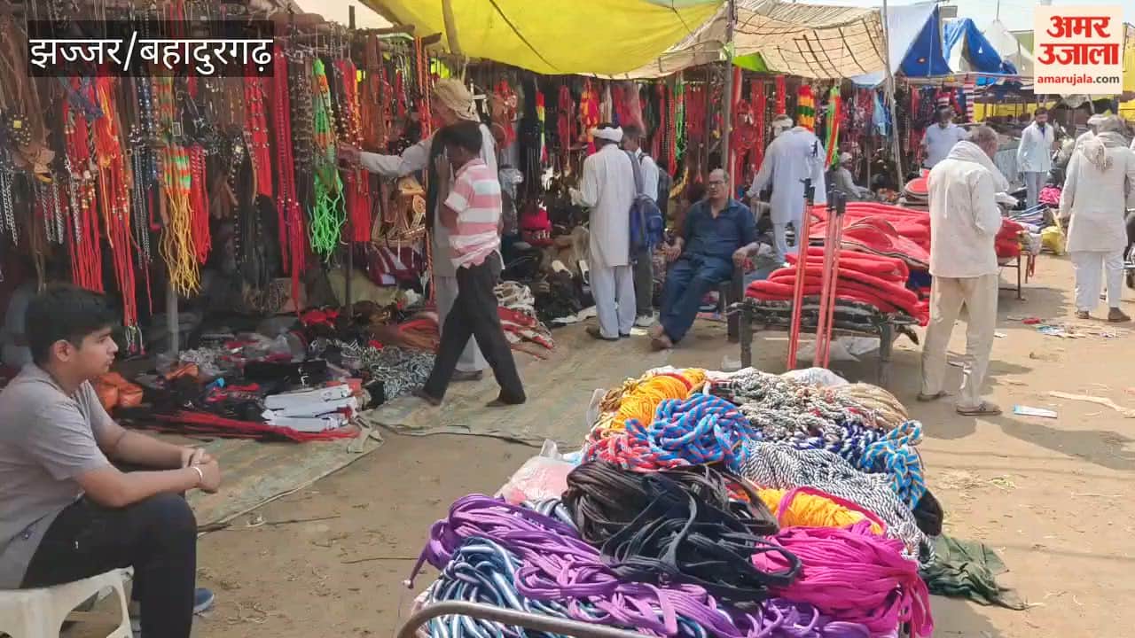 After Pushkar, North India’s largest cattle fair has been set up in Beri; the sale of animals has begun in Jhajjar.