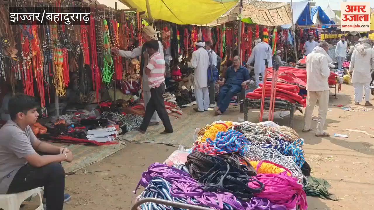 After Pushkar, North India’s largest cattle fair has been set up in Beri; the sale of animals has begun in Jhajjar.