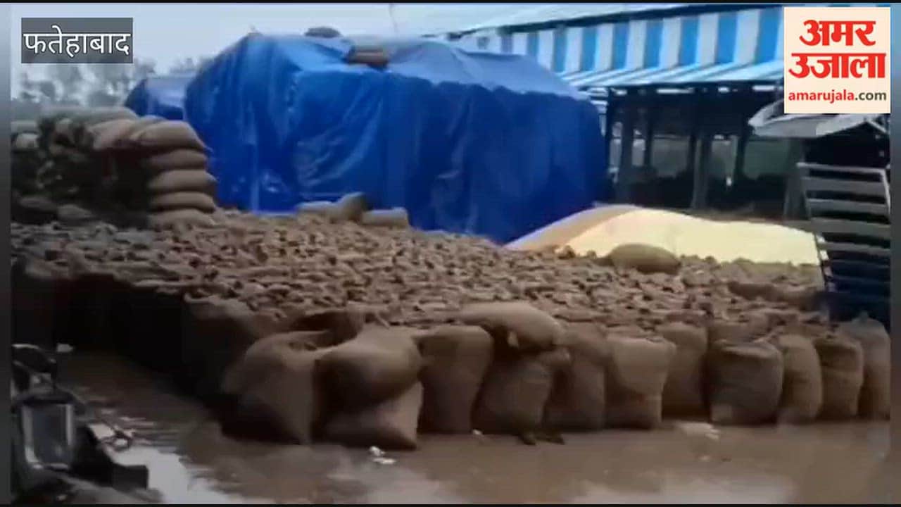 Rain in Fatehabad this morning left paddy soaked in the market yards; in Tohana, farmers are facing distress as water has flowed into an additional market area