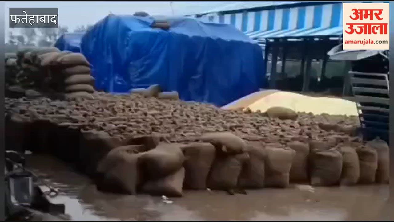 Rain in Fatehabad this morning left paddy soaked in the market yards; in Tohana, farmers are facing distress as water has flowed into an additional market area