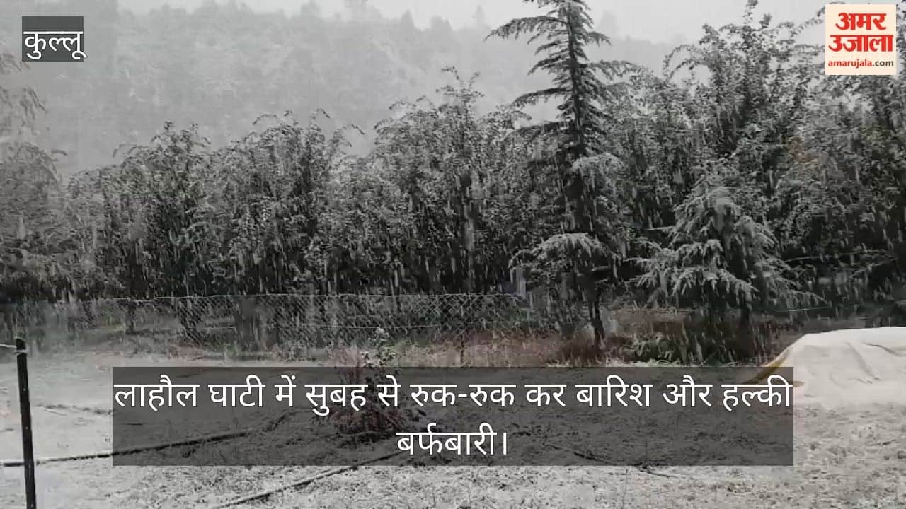lahaul valley rain snowfall apple growers concern