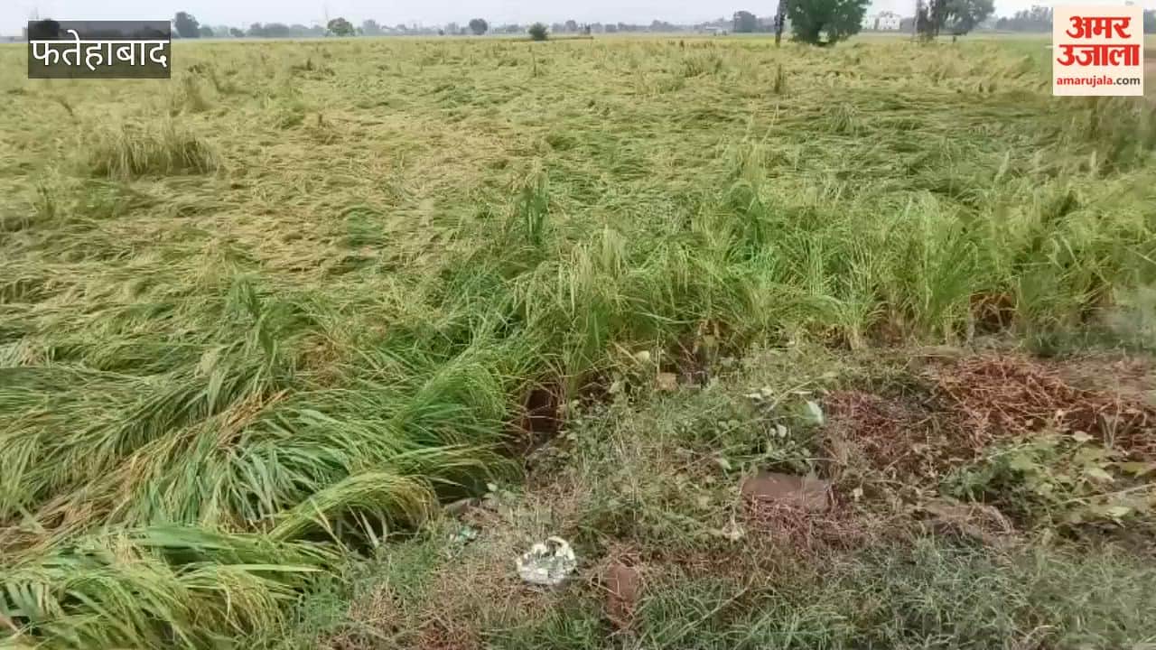 36 mm of rainfall in Jakhal, Fatehabad, leads to waterlogging in the mandi (market) and flattens paddy crops in the fields