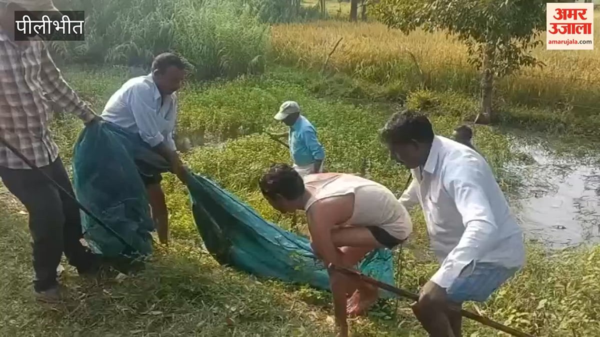 पीलीभीत: सड़क किनारे मगरमच्छ दिखने से मचा हड़कंप, वन विभाग की टीम ने किया रेस्क्यू