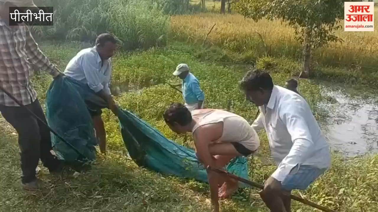 crocodile was spotted on the roadside in Bilsanda Pilibhit