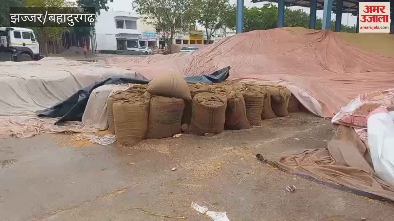 Rain soaks millet and paddy worth lakhs of rupees in Jhajjar Mandi