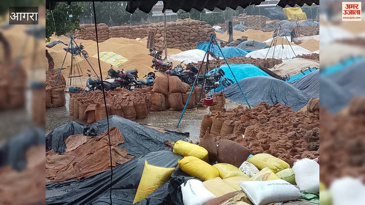 VIDEO: बारिश से अछनेरा मंडी में किसानों का पड़ा खुला रखा धान भीगा