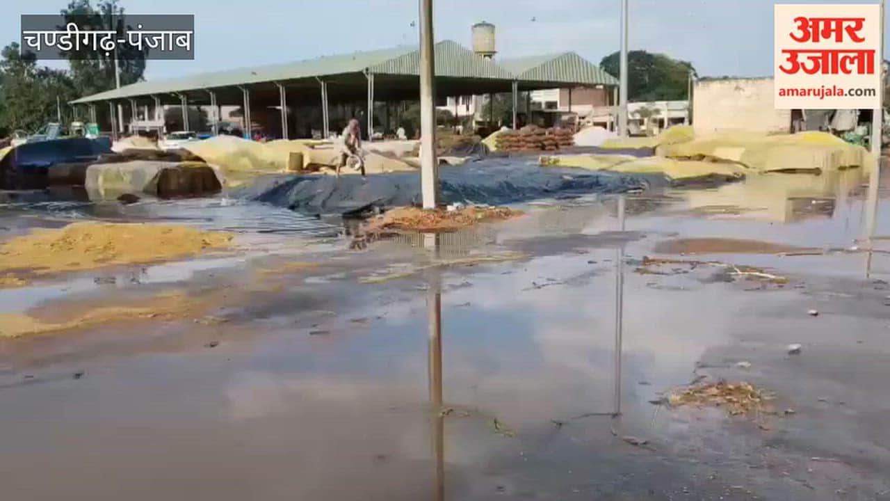 Rain in Faridkot grain market drenches paddy crop