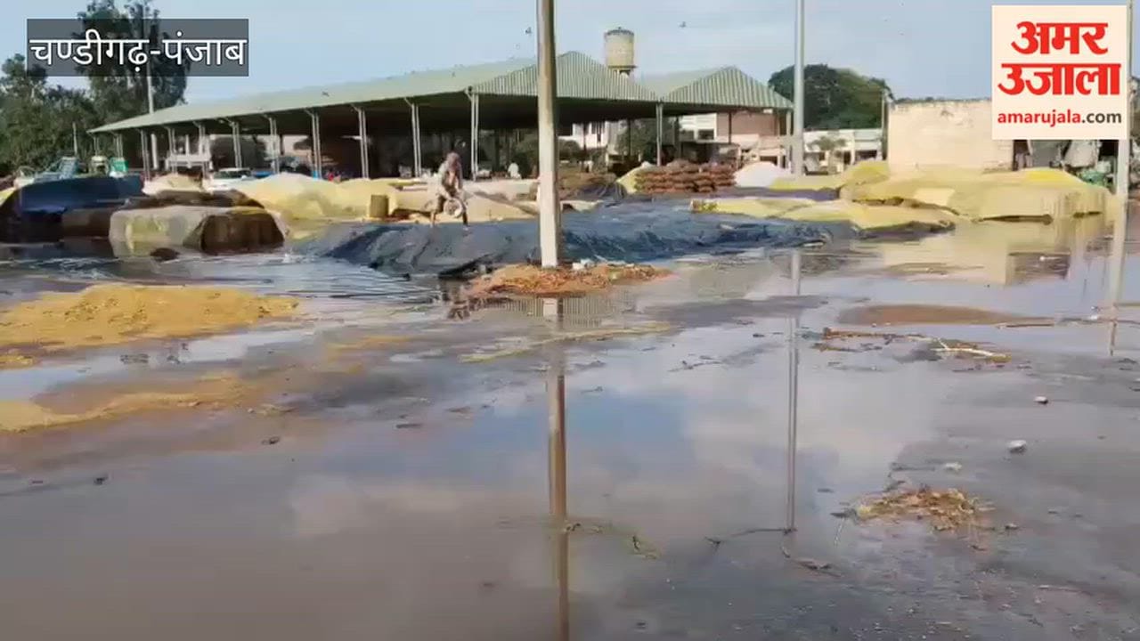 Rain in Faridkot grain market drenches paddy crop