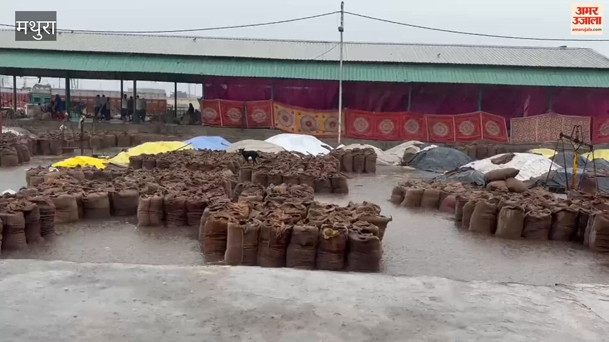 VIDEO: खेतों में पसीना बहाया, मंडी में बारिश ने रुलाया